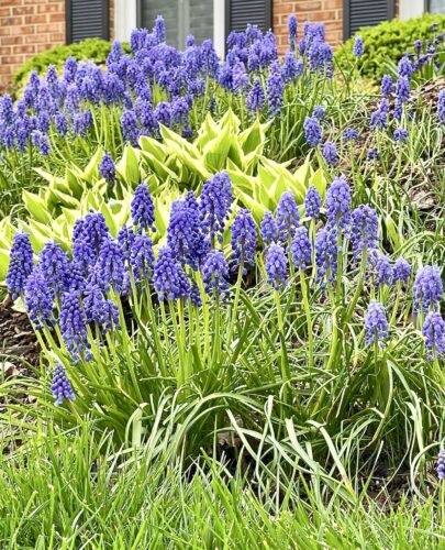 Consider the ‘minor bulbs’ — crocuses, snowdrops and more — when planting for spring